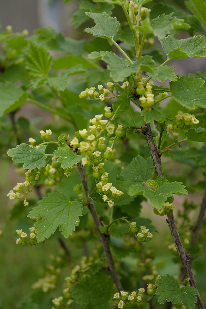 wieesmirgefaellt.de | Kräuterbeet Mai 2015 | Weiße Johannisbeere